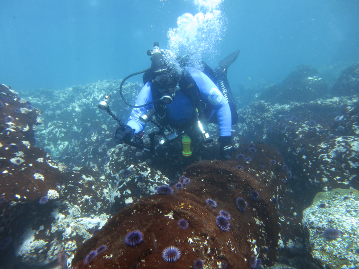 recreational diver underwater with camera next to rusty cylinder covered with urchins